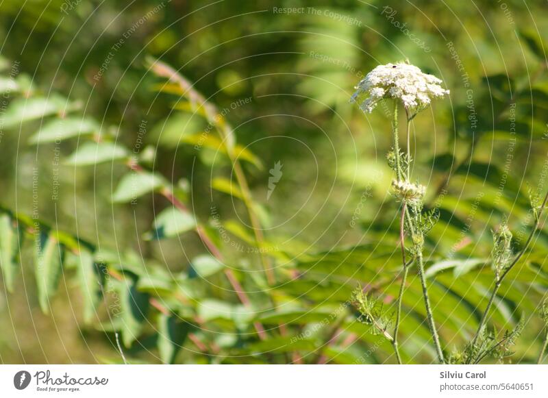 Closeup of wild carrot inflorescence with green blurred plants on background flower floral nature closeup natural blooming botanical detail white blossom botany