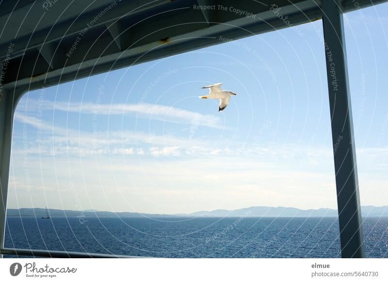 View of Elba with seagull from the ferry Seagull Ferry Mediterranean sea holiday planning Italy Ocean Ferry crossing Wanderlust Vacation & Travel Crossing