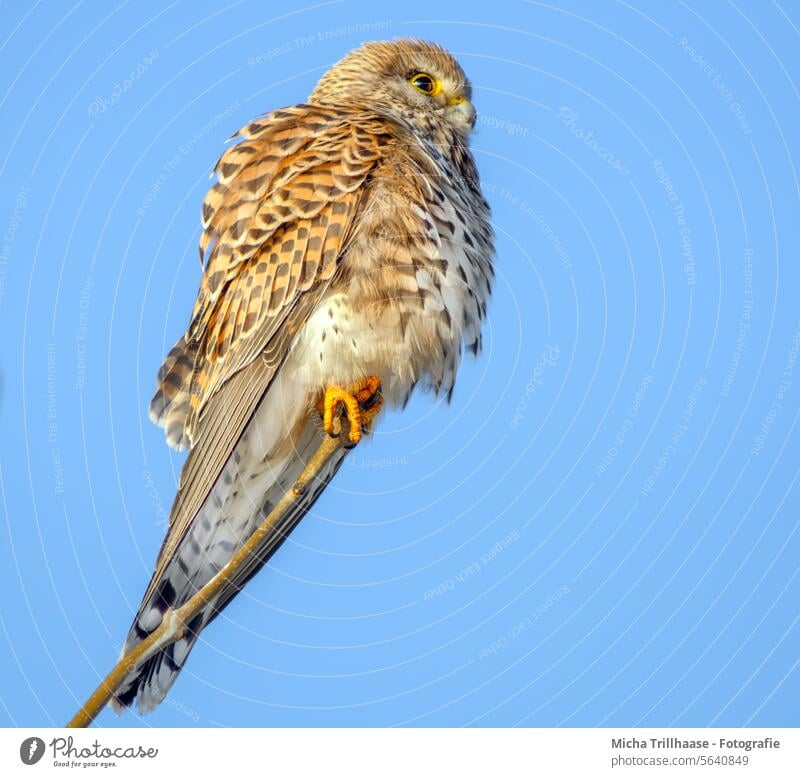 Kestrel on a branch Falco tinnunculus Falcon Bird of prey Head Beak Eyes Animal face Grand piano plumage Claw Tree Beautiful weather Nature Cloudless sky Sun