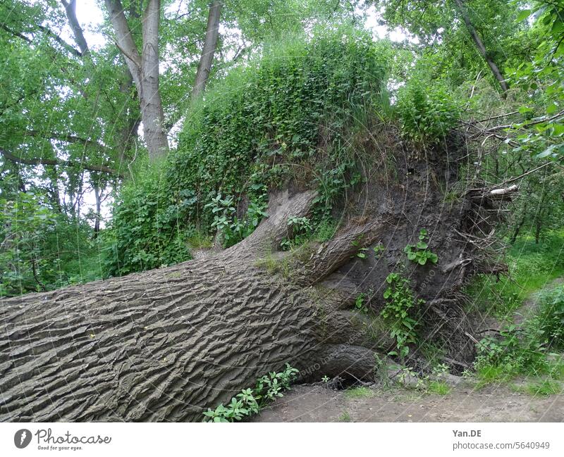 Fallen tree fallen nature forest green woods landscape leaves roots outdoor natural reserve park