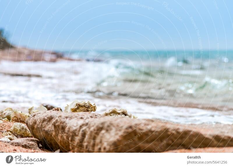 seashells on the sand on the beach against the backdrop of the sea close up background blue bright close-up closeup coast coastline color day detailed holiday