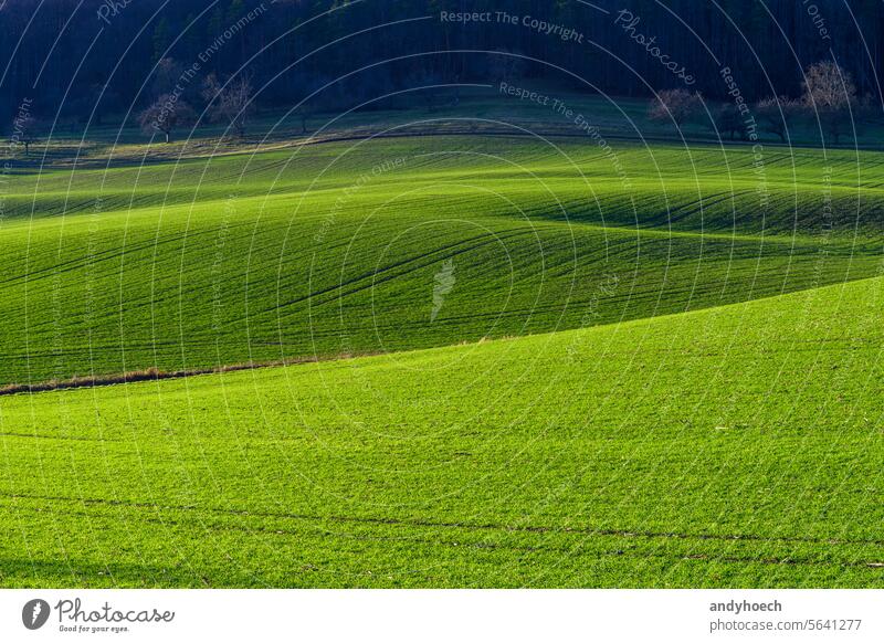 Green hills of a field in sunshine near the edge of a forest agricultural agriculture amazing beautiful beauty bright color country countryside environment farm