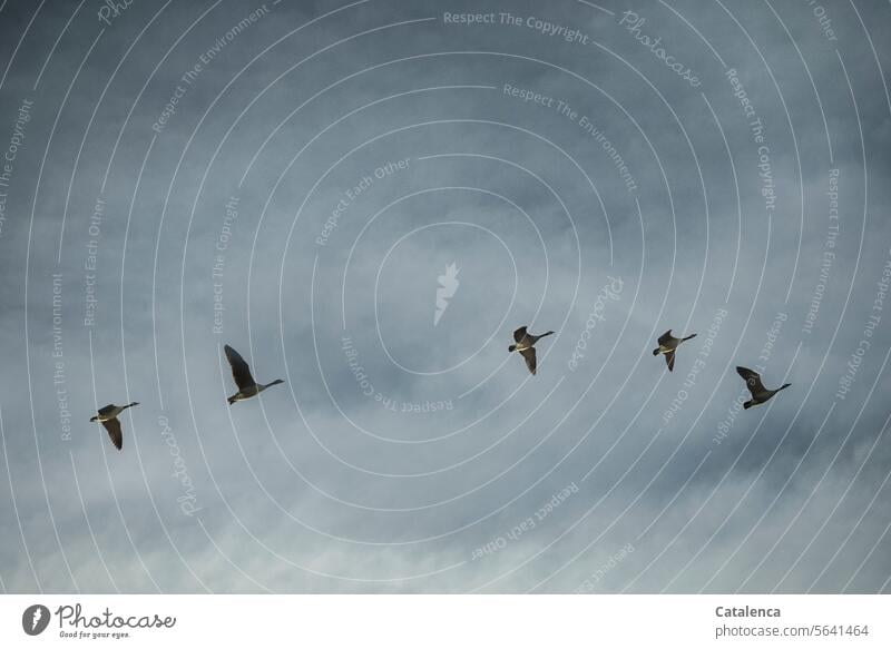 Geese pass by in the gray sky Nature Faua Animal Vög geese Duck birds Canadian goose Brandts canadiensis Migratory birds Flying Sky Clouds Winter Day daylight