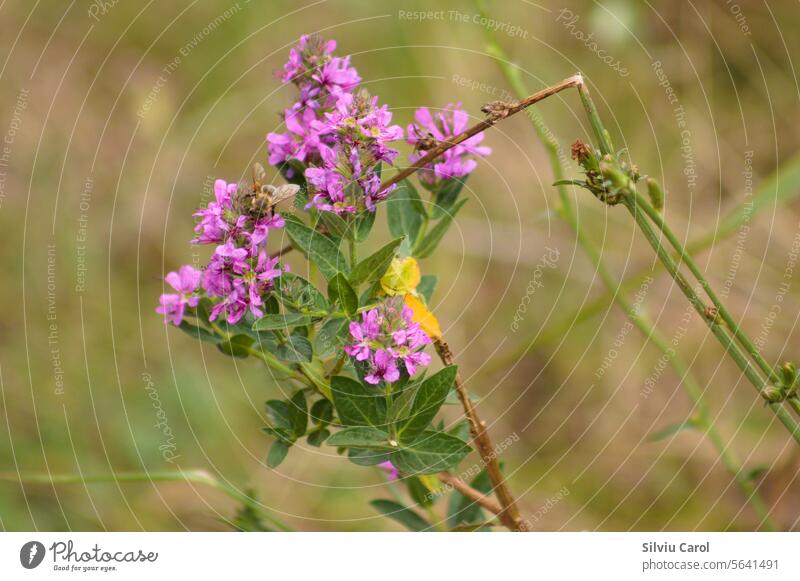 Closeup of purple loosestrife flowers with green blurred plants on background grass leaf floral violet colourful wildflower nature natural meadow blooming