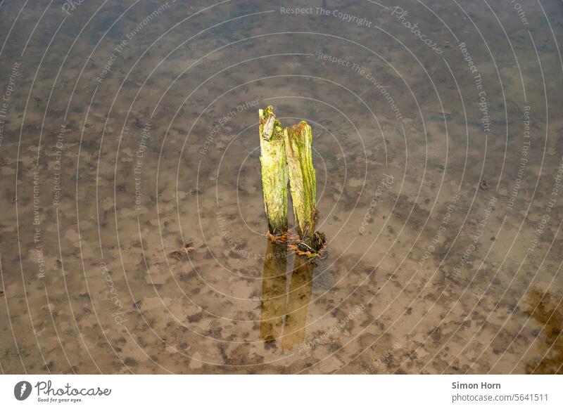 Wooden pile in a pond Wooden stake Body of water fishpond Brittle rotted mossy marshy boggy Bog Water Dreary weather site structure Lake Pond Reflection Nature