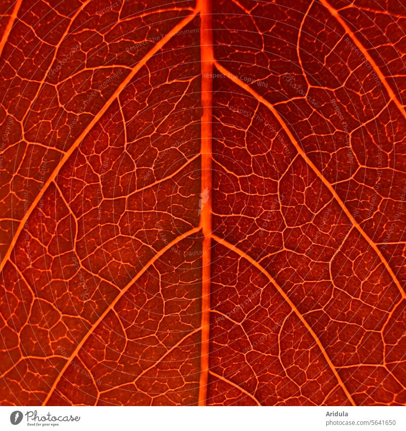 vine leaf Vine leaf Leaf Rachis Red Summer Autumn Detail Plant Nature Sunlight ramification Wine growing Vineyard Agricultural crop Red wine