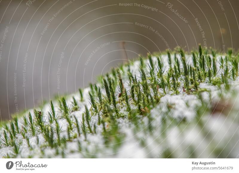 Widertonmoos grove by the tree stump Widerton moss Tree stump winter landscape Habitat Polytrichum Polytrichaceae Deciduous mosses Snow ice crystals Hair mosses