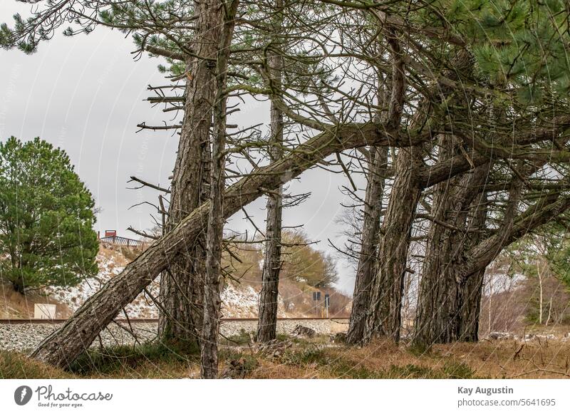 Pines at the edge of the forest Train route Track bed Conifer
Forest trees Exterior shot Coniferous forest Landscape Colour photo Deserted Forestry Plant