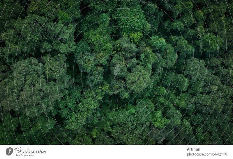 Aerial top view of green trees in forest. Drone view of dense green tree captures CO2. Green tree nature background for carbon neutrality and net zero emissions concept. Sustainable green environment.