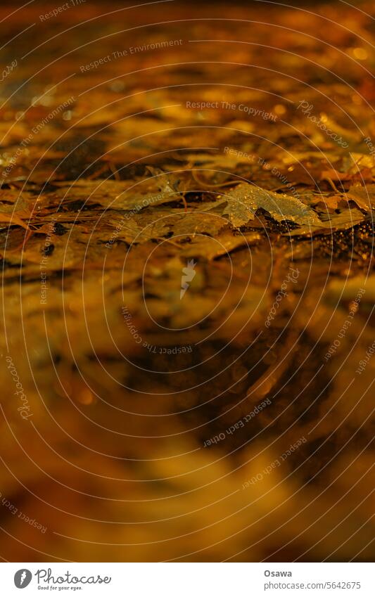 Wet leaves foliage Autumn Rain raindrops slippery Drops of water Water Rainy weather Close-up shallow depth of field Exterior shot Bad weather Deserted Detail