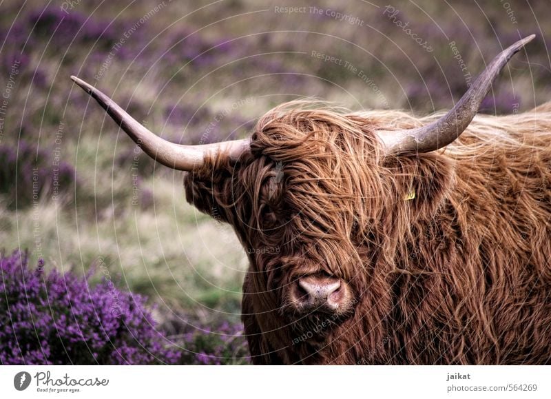 Where's the hairdresser? Farm animal Cow Pelt 1 Animal Vacation & Travel Antlers Scotland Heathland Cattle Highland cattle Subdued colour Exterior shot Day