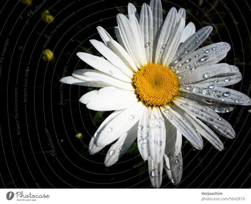 The flowering Magerite has to withstand two types of weather. One with sun and the other with rain. Flower Blossoming Colour photo Summer Close-up Deserted