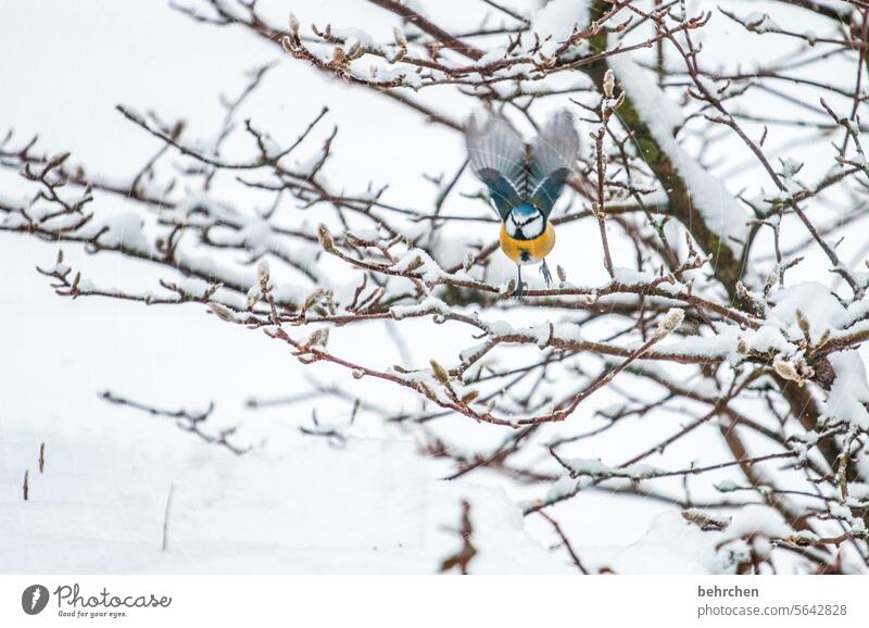 THE LIGHTNESS OF BEING magnolia Branches and twigs winter Environment Tit mouse Songbirds Small Wintertime Winter Silence Winter's day Winter mood Gorgeous Cold