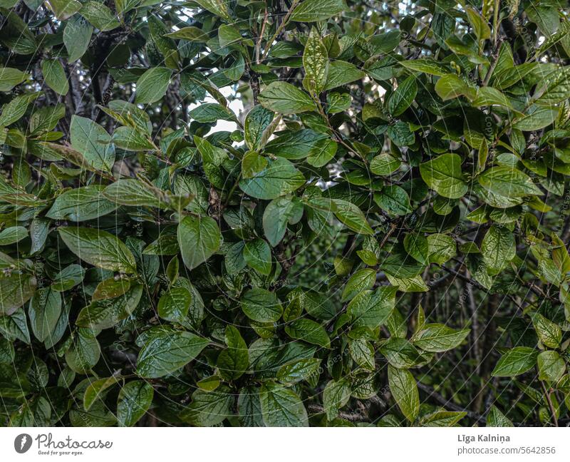 Green background of leaves Background picture Plant Stems green background greenery naturally garden flowers Summer Gardening blossom Nature Blossoming daylight