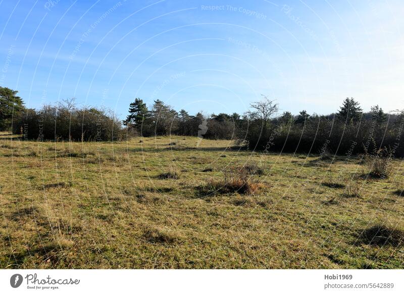 Betzenbuckel nature reserve near Heimsheim, Pforzheim district Nature protected area Protection Landscape protected landscape Green Forest Tree Hedge