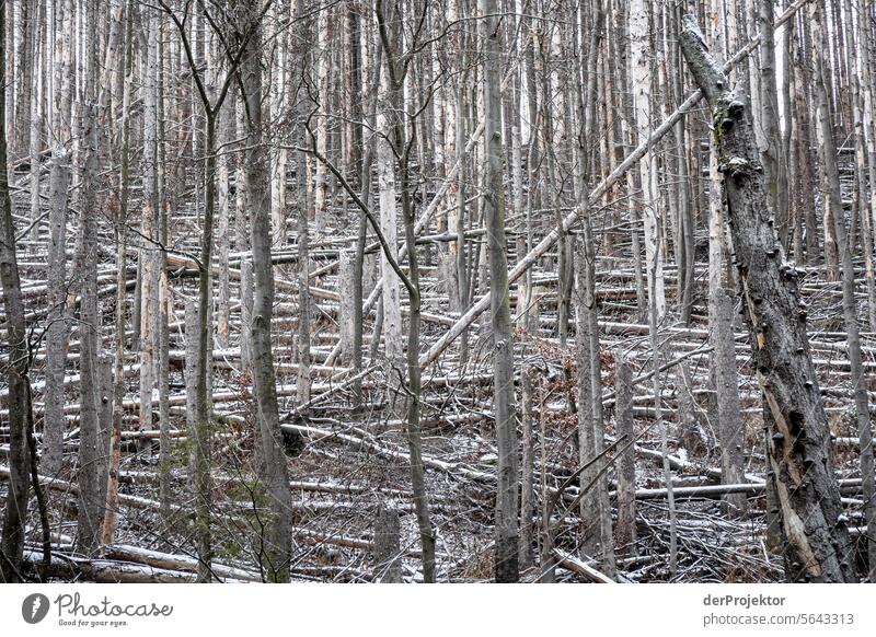 Winter forest in the Harz III Storm damage Bark-beetle Climate change mountain Saxony-Anhalt Adventure Tourism Trip Freedom Sightseeing Snow Winter vacation