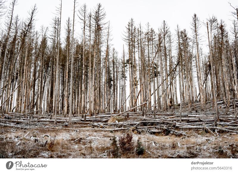 Winter forest in the Harz II Storm damage Bark-beetle Climate change mountain Saxony-Anhalt Adventure Tourism Trip Freedom Sightseeing Snow Winter vacation