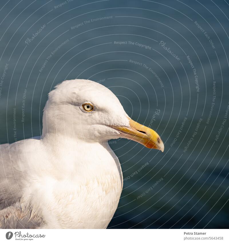 seagull Seagull Bird Ocean Feather Animal Beak Grand piano Eyes Nature Water Exterior shot Blue White Plumed Colour photo Wild animal Animal portrait