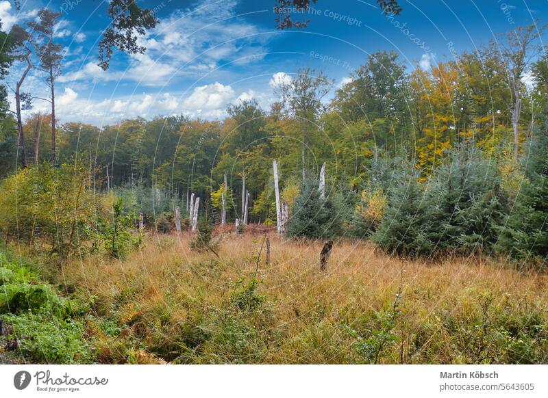 View of a clearing in front of a deciduous forest. Photograph from a nature park Forest foliage grass leaves landscape beech horizontal sunlight green tree