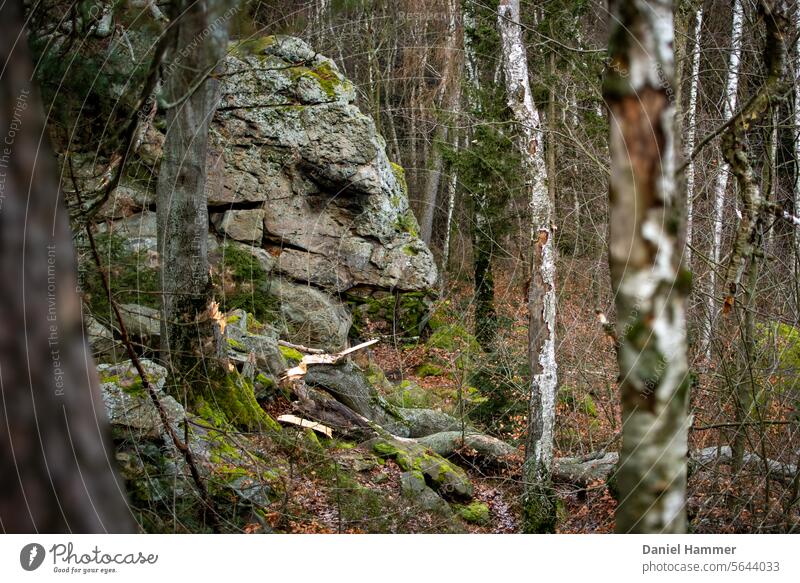 "Behold the wisdom of permanence carved in stone. This ancient lizard head, created by time itself, is a testimony to the infinite mysteries of nature." Rock