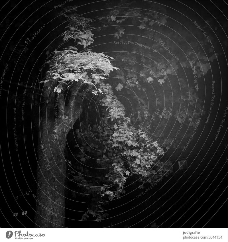 All trees are gray at night Tree Night Dark Light Eerie Nature Forest Evening darkness Mysterious Illuminate Moody Gray Fear Black get lost pass Deciduous tree