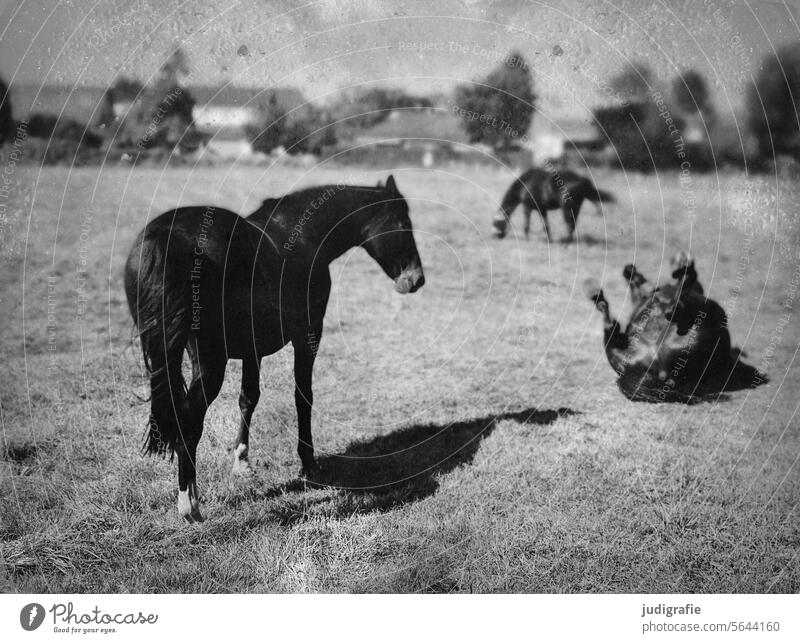 horses Horse Willow tree Animal Rural Landscape Meadow Nature Shadow Light Grass paddock rural Field Group of animals Farm animal