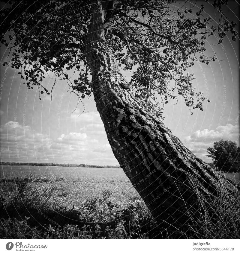 Tree on a slope obliquely Tree trunk bark Tree bark Nature Growth Structures and shapes naturally Wood slanting Warped Landscape Meadow acre Willow tree Rural