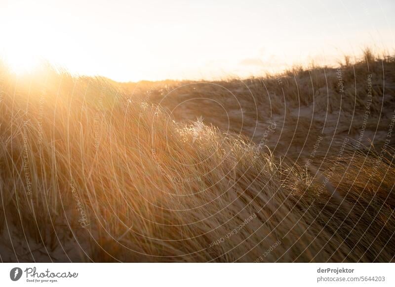 Sunrise in the dunes in Denmark relaxation relax & recuperate" Recreation area bathe Freedom vacation Vacation mood Exterior shot Ocean Colour photo Relaxation