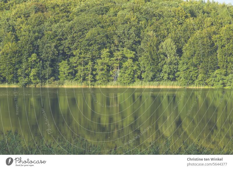 The lake rests still Lake Lakeside trees Water Nature Landscape Calm Surface of water Reflection Idyll Peaceful tranquillity Water reflection Forest Relaxation