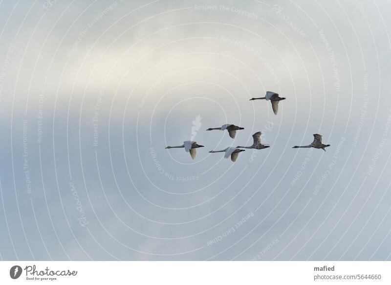 Whooper swans fly over the Reesholm nature reserve on the Schlei birds flight Sky Gray Flying Nature Exterior shot Wild bird plumage Span Flight of the birds