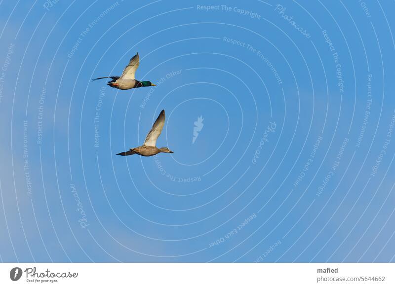 Pair of mallards flying over the Reesholm nature reserve on the Schlei birds flight Sky Flying Nature Exterior shot Wild bird plumage Span Flight of the birds