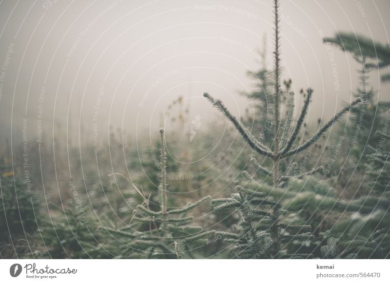 Cold Christmas trees // Ready to be decorated. Environment Nature Plant Winter Bad weather Fog Ice Frost Tree Fir tree Spruce Coniferous trees Green Bleak Many