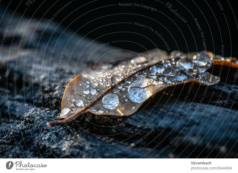 Withered dry leaf Autumn leaves with dewdrops dry leaves Autumnal Drops of water dew drops dewdrop macro Nature naturally Exterior shot Dew Close-up Wet Detail