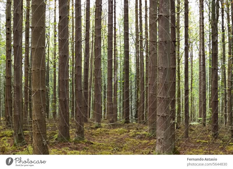 Forest. Massive landscape with spruce forest. The sun shines through trees, ground covered with moss and fern, mountain range. River. Aerial view. March 21. 2024. International Day of Forests.