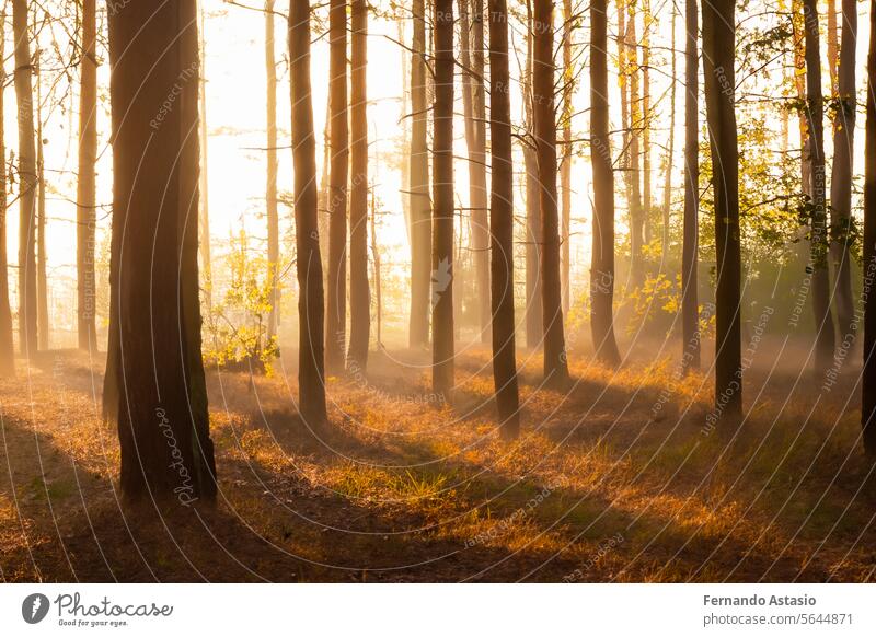 Forest. Massive landscape with spruce forest. The sun shines through trees, ground covered with moss and fern, mountain range. River. Aerial view. March 21. 2024. International Day of Forests.