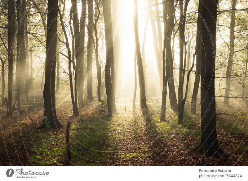 Forest. Massive landscape with spruce forest. The sun shines through trees, ground covered with moss and fern, mountain range. River. Aerial view. March 21. 2024. International Day of Forests.