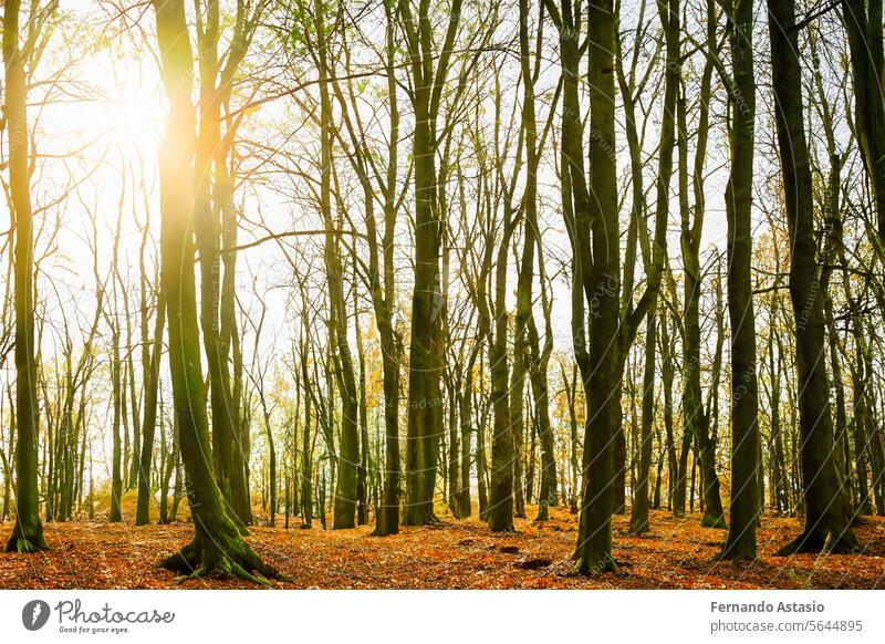 Forest. Massive landscape with spruce forest. The sun shines through trees, ground covered with moss and fern, mountain range. River. Aerial view. March 21. 2024. International Day of Forests.