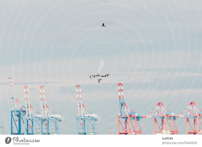 Container terminal with a flock of birds coast Flock of birds North Sea Mud flats Migratory birds bird migration Container ship Navigation Globalization