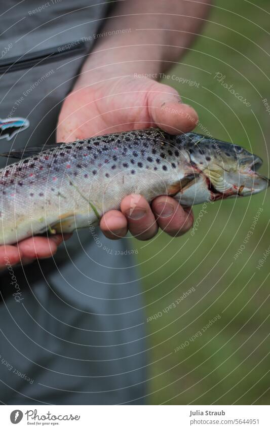 Angler holds dead fish in his hand Fish Fishing (Angle) hands Hand stop Fresh Trout Dead animal