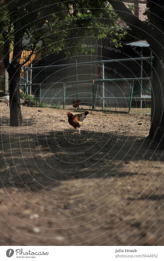 lonely chicken fryers Chicken Rooster fowls Free-range rearing outdoors free-range chicken on one's own Lonely Summer Farm species-appropriate animal husbandry