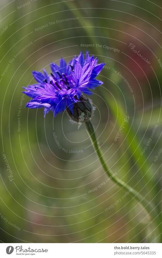 cornflower Spring Flower Cornflower Blue Green Field Summer Blossom Plant Nature Exterior shot Colour photo Blossoming Wild plant Day Deserted