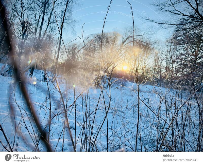 Cold winter morning Winter Nature Light Sunlight Sunrise Snow Frost Landscape Ice Exterior shot Morning Back-light Beautiful weather Blue sky trees Sunbeam