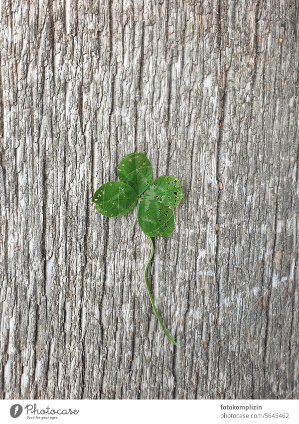 four-leaf clover on wood Cloverleaf Happy Good luck charm Four-leaved Four-leafed clover Desire Green Sign Hope Popular belief congratulations Old Patina