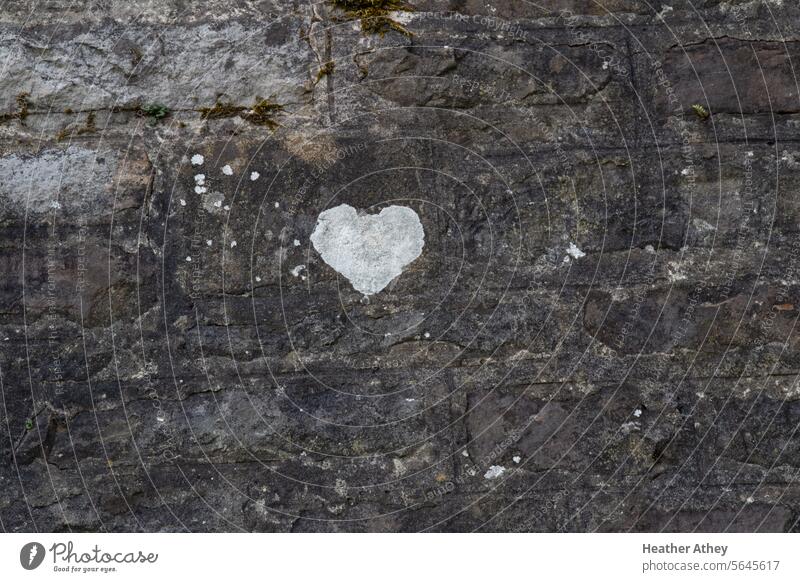 heart shaped lichen on a stone wall Lichen Heart-shaped Stone Wall (building) Wall (barrier) Colour photo