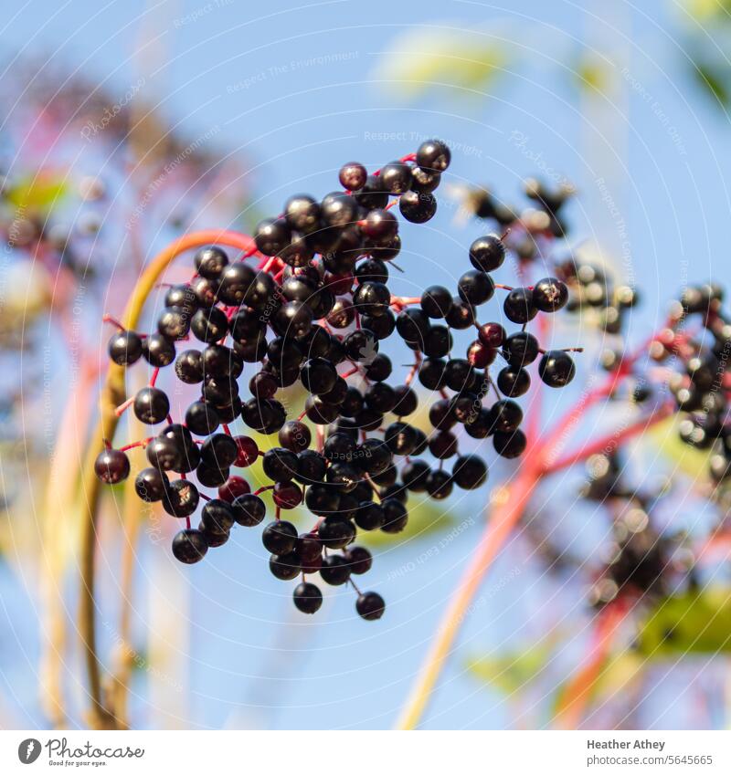 Elderberries with blue sky background Elderberry elderberries Colour photo Nature Plant Exterior shot Close-up Fruit Berries Garden Summer Nutrition Food