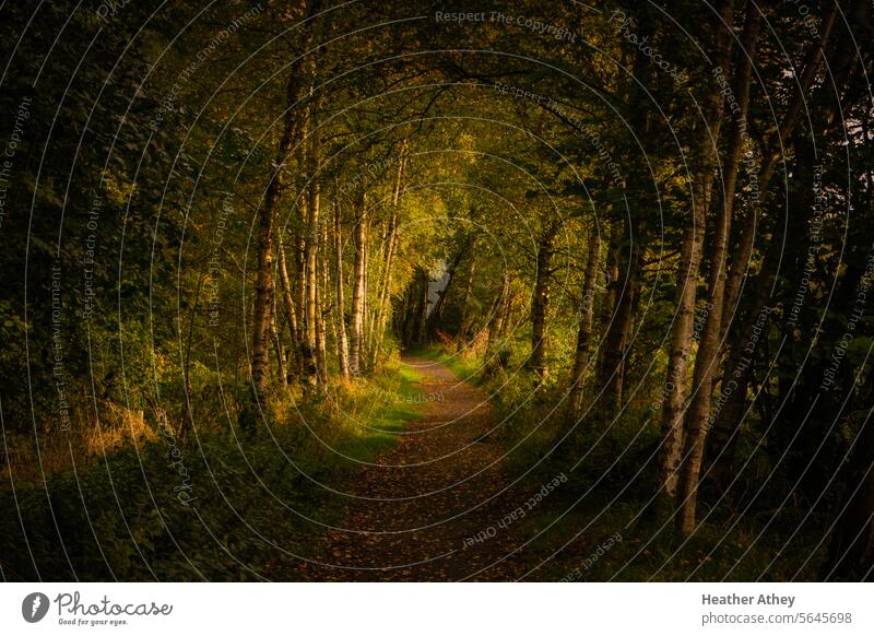 Footpath through at tunnel of trees, Northumberland, UK Track railway disused Trees Autumn fall Light Wood nature Forest landscape season leaves background