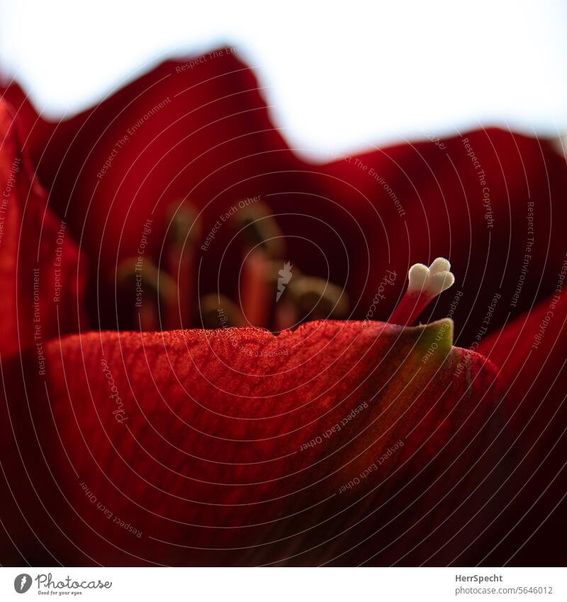 Amaryllis flower close-up with pistil amaryllis flower Flower Blossom Plant Red Close-up Macro (Extreme close-up) Detail Shallow depth of field Nature