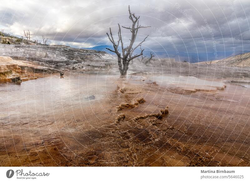 A dead tree in the sulphur springs of the Yellowstone National Park in the Mammoth Hot Springs area bare tree hot steam yellowstone national park dark mood