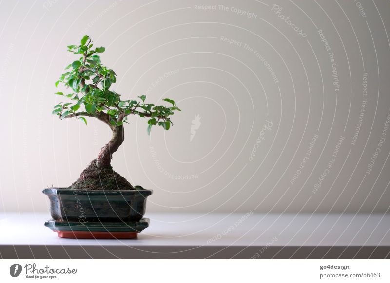 bonsai Bonsar Japan Minimal Small Puristic Japanese garden Tree Asia Zen Feng Shui Yin and Yang Tokyo Structures and shapes Beautiful Nature Root Minimalistic