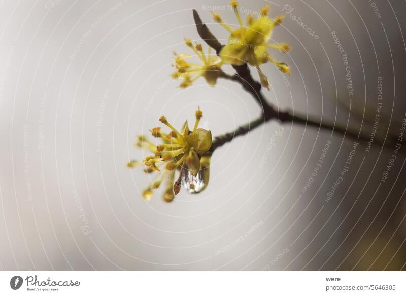 The first buds and leaves of a shrub in the spring rain with raindrops in Siebenbrunn, the smallest district of the Fugger city of Augsburg Drops Meringer Au